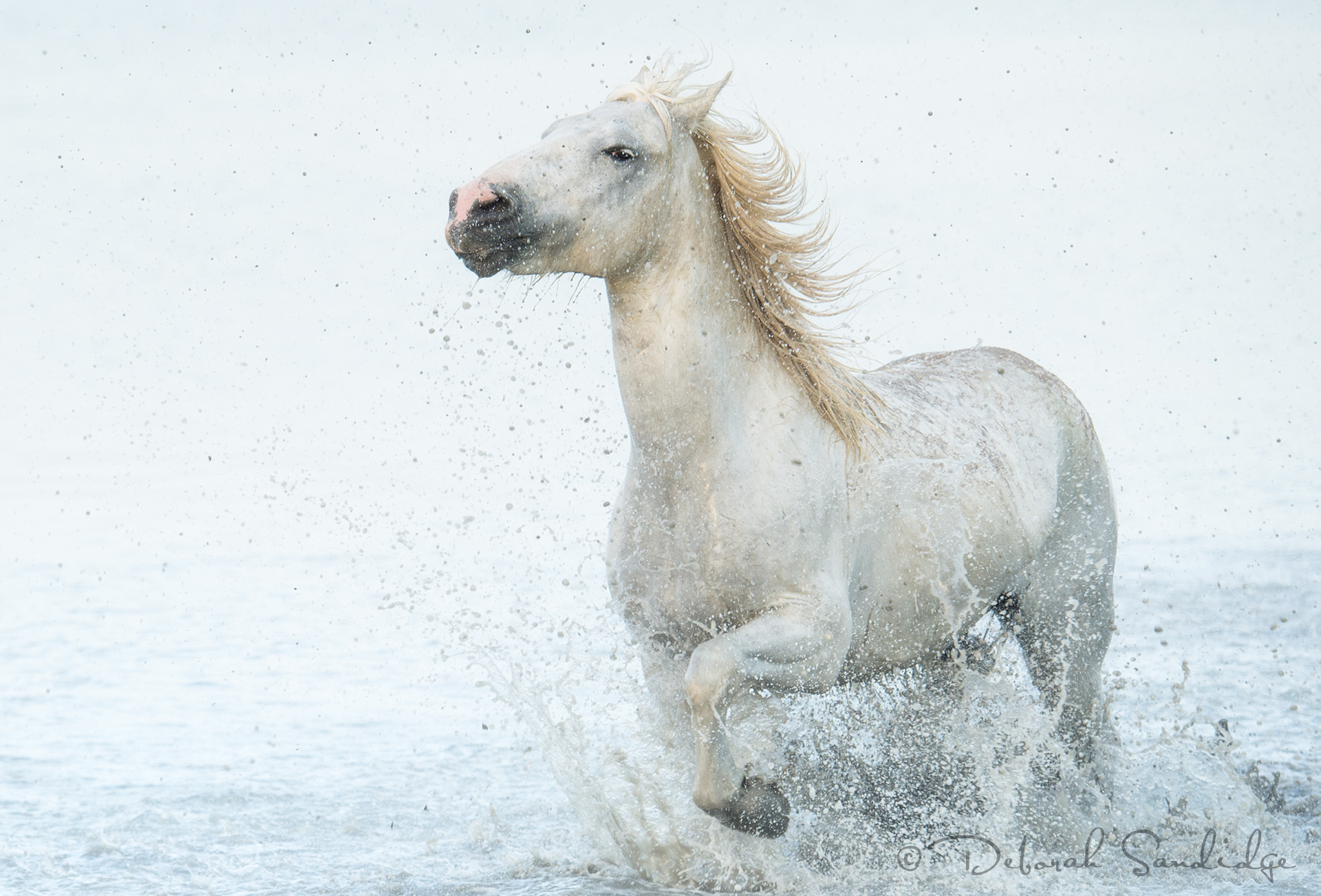 Camargue-horse-Sandidge.jpg