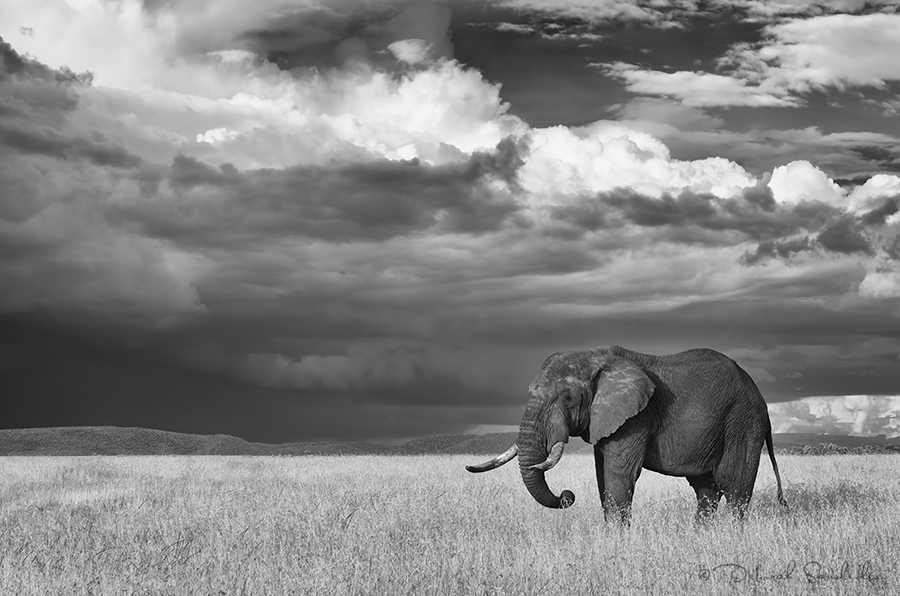 elephant photgraphed in infrared