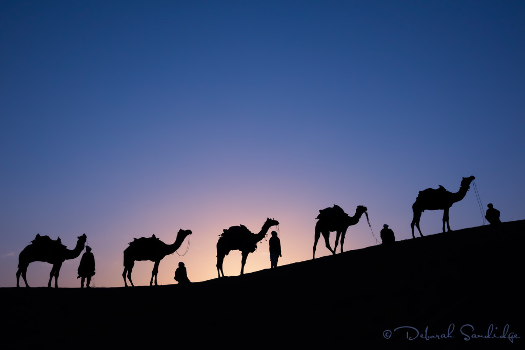 Camels on dunes at sunrise.